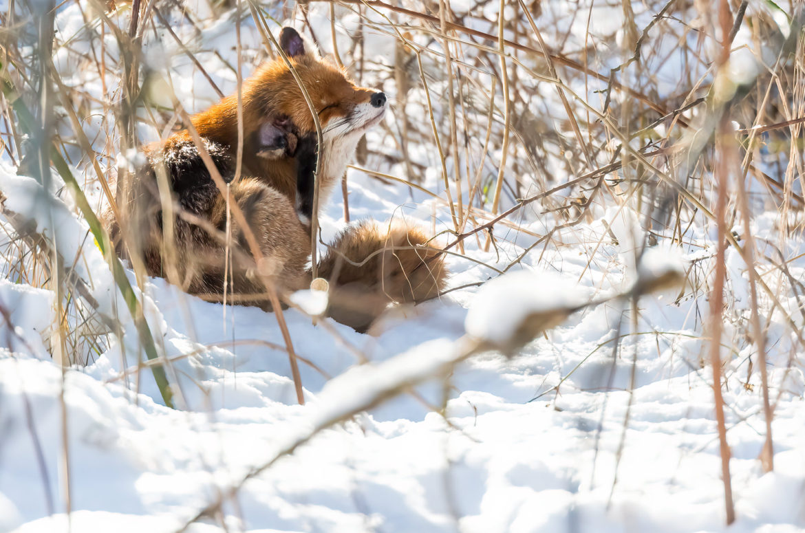 Photo of a red fox sitting in deep snow scratching