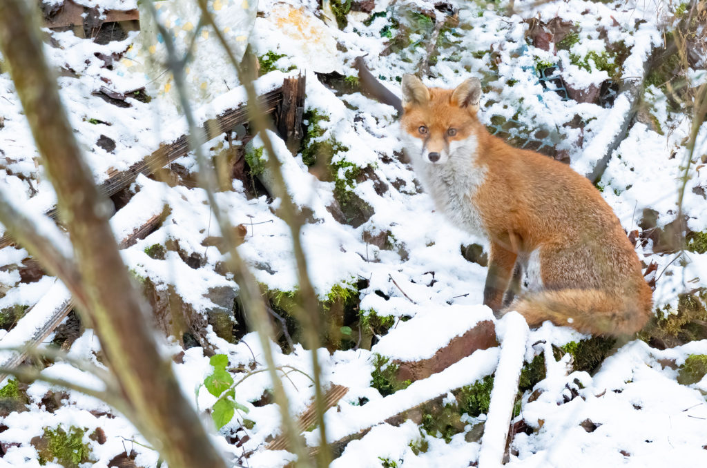 Photo of a red fox sitting on snow-covered branches