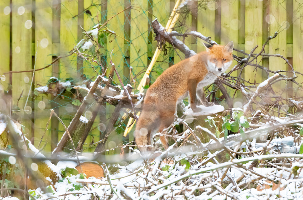 Photo of a red fox standing on a snow-covered tree stump