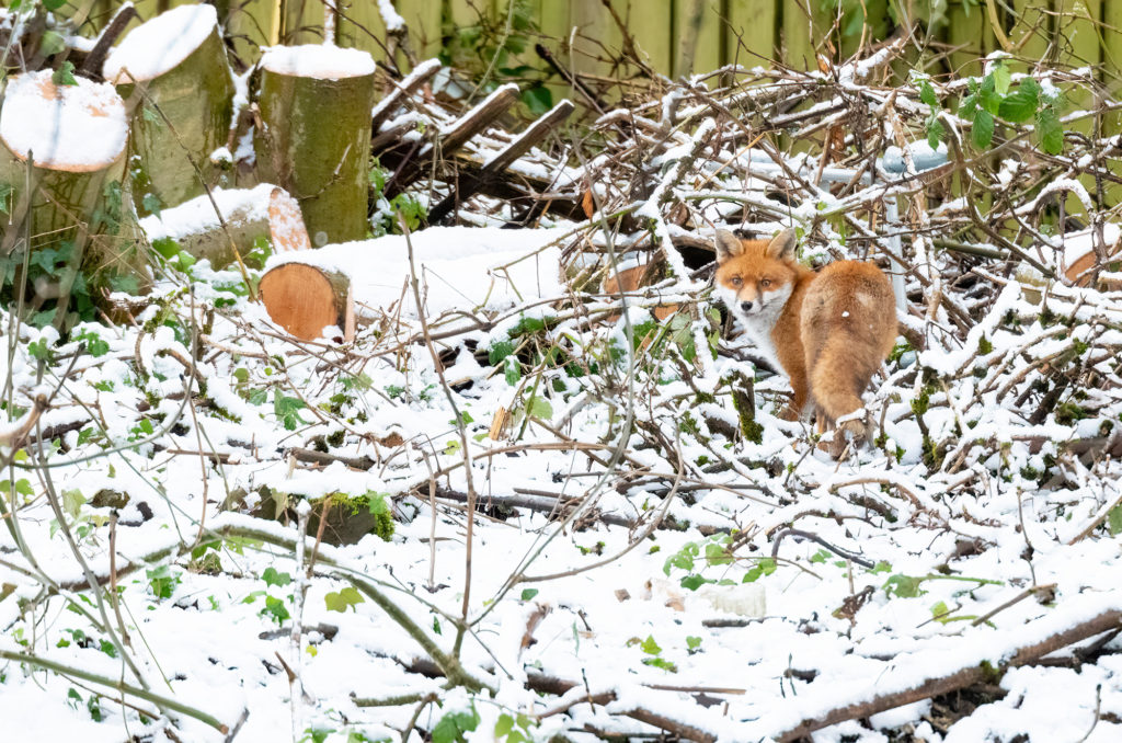 Photo of a red fox standing among snow-covered branches