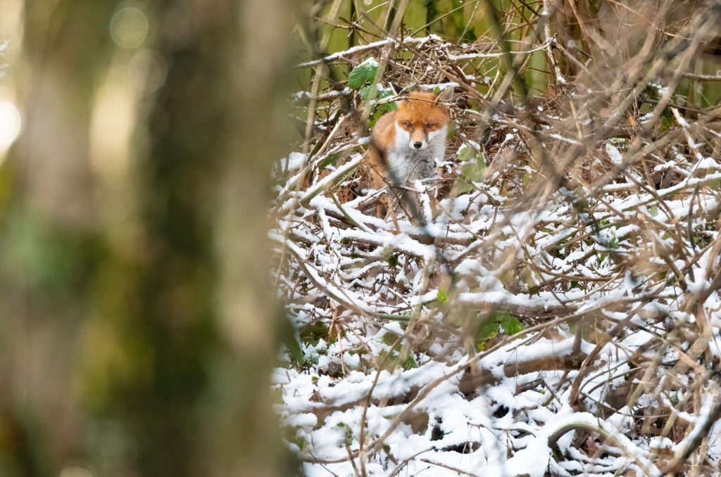 Photo of a red fox standing among snow-covered branches