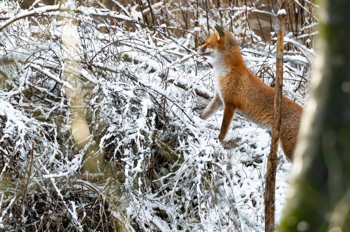 Photo of a red fox standing on snow-covered vegetation