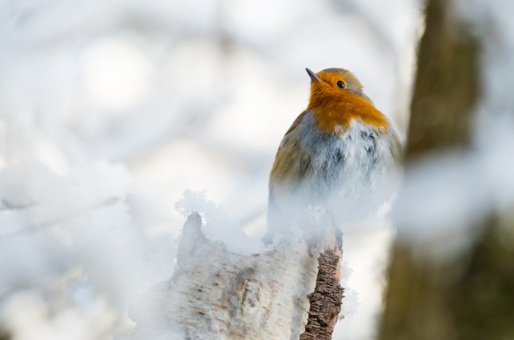 Photo of a robin perched on snow-covered silver birch stump