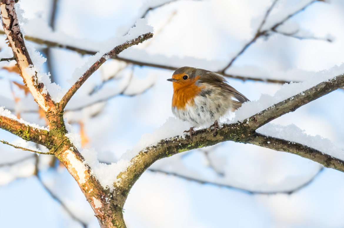 Photo of a robin perched on snow-covered branch
