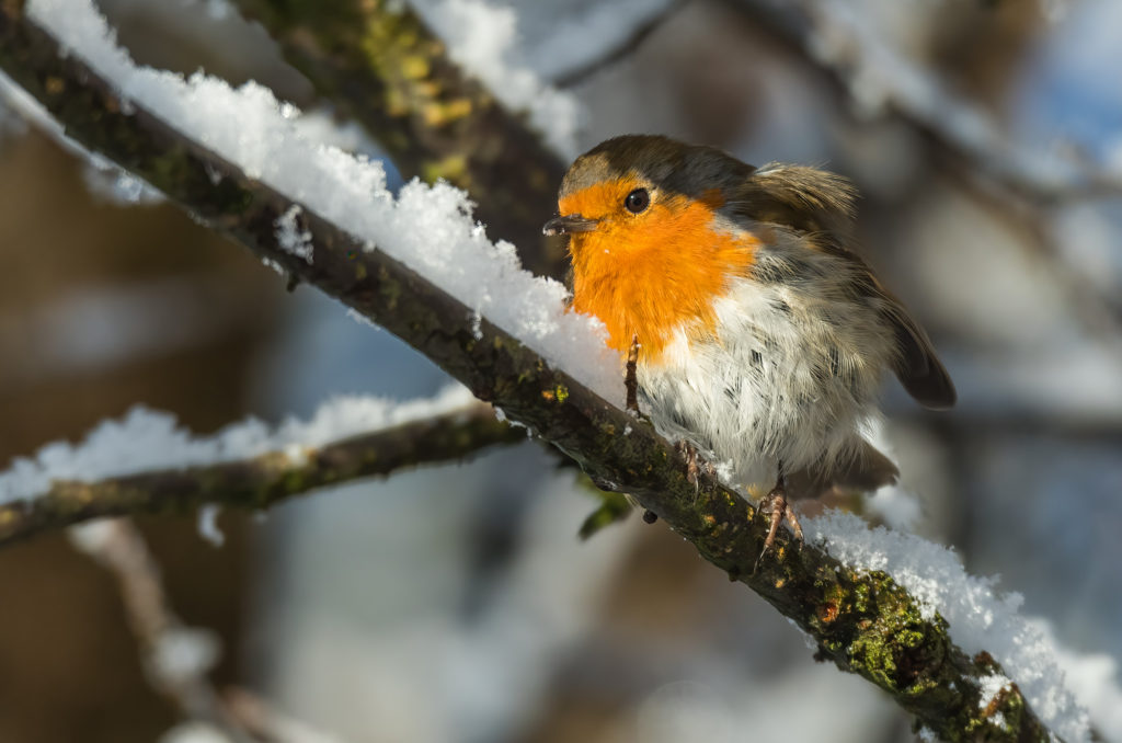 Photo of a robin perched on snow-covered branch