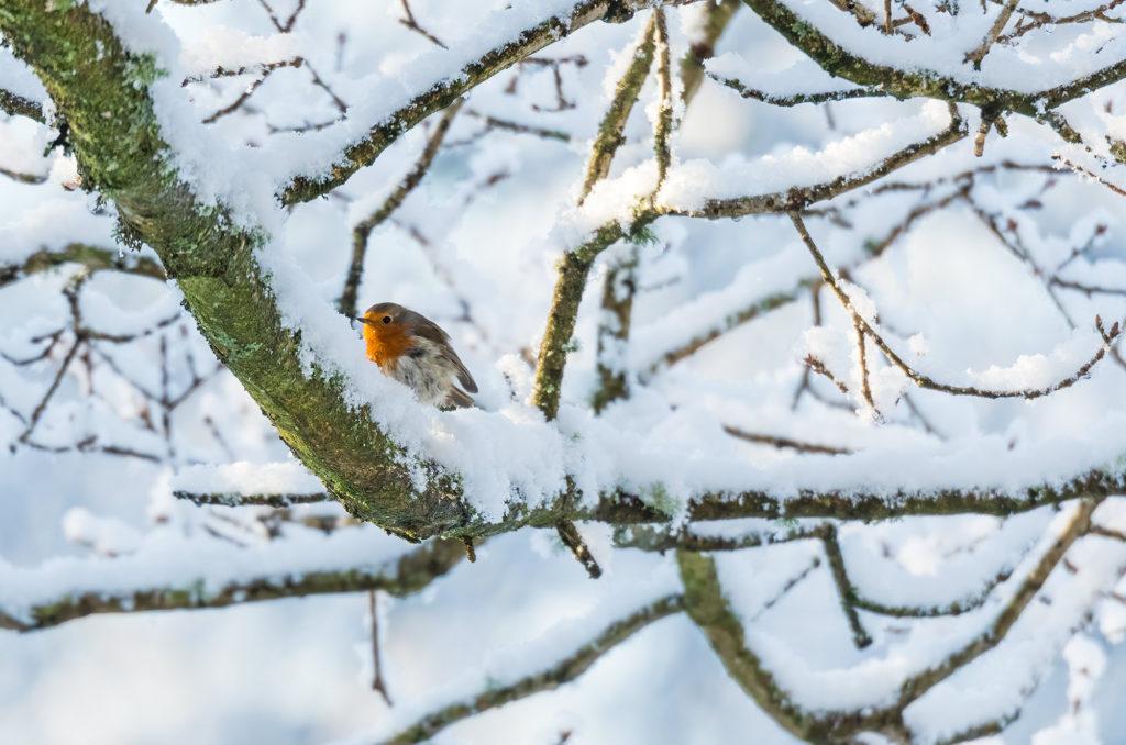 Photo of a robin perched on snow-covered branch