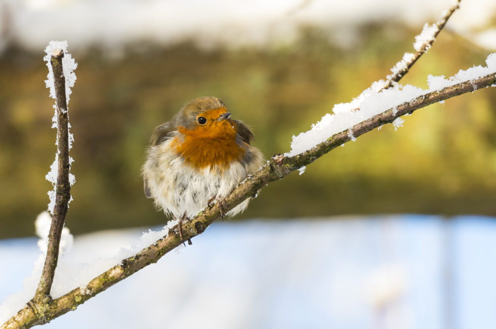 Photo of a robin perched on snow-covered branch