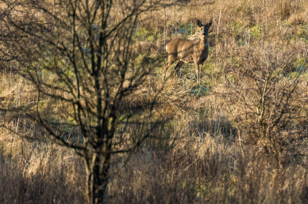 Photo of a roe deer doe in a field