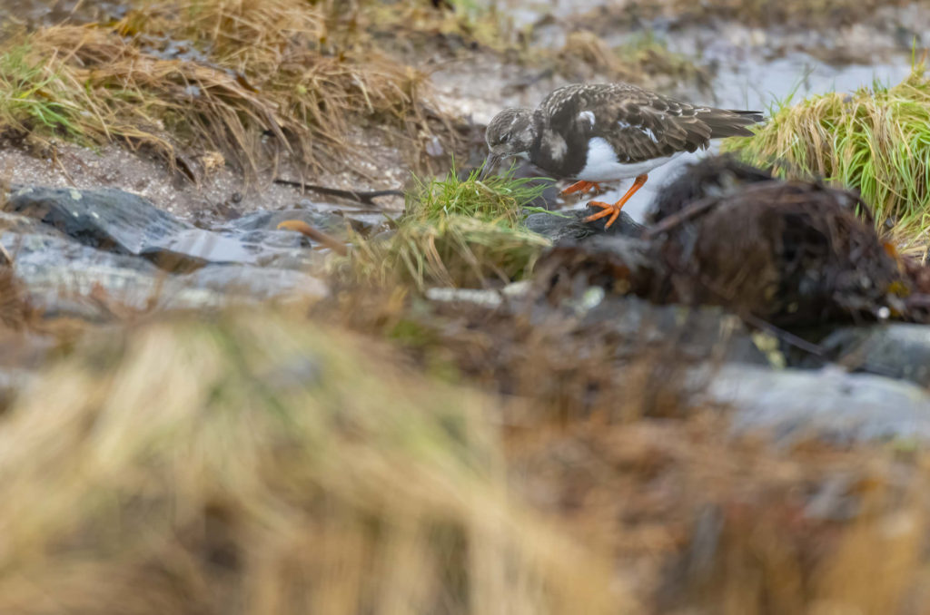 Photograph of a turnstone picking at grass on a rock