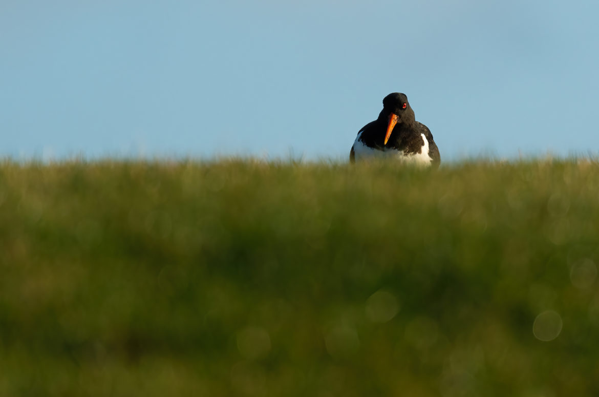 Photo of an oystercatcher standing on grass