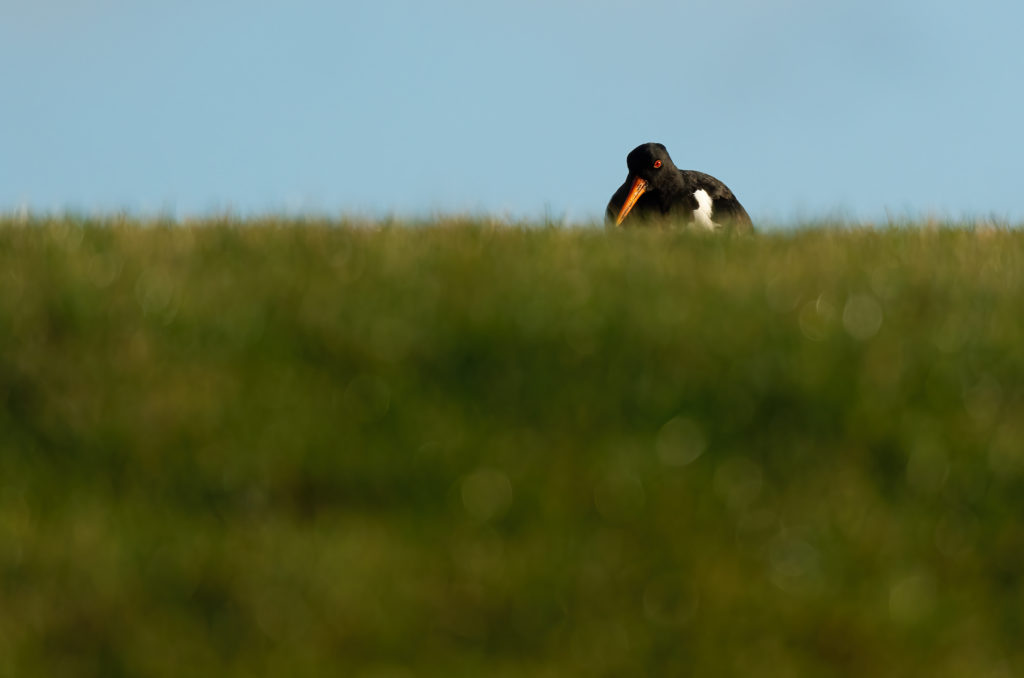 Photo of an oystercatcher standing on grass