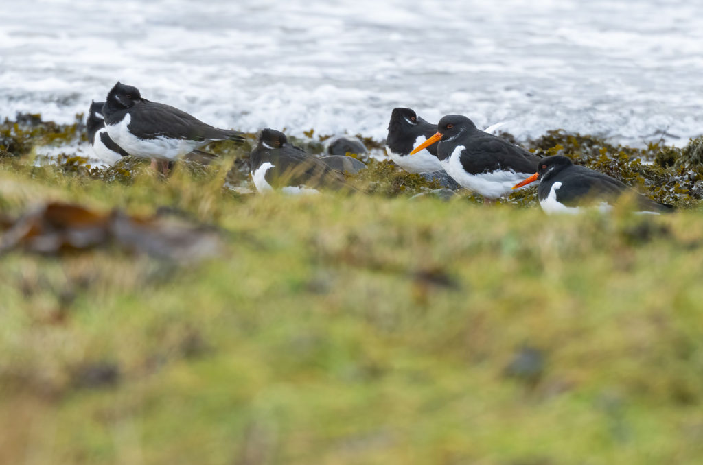 Photo of oystercatchers resting on the shore