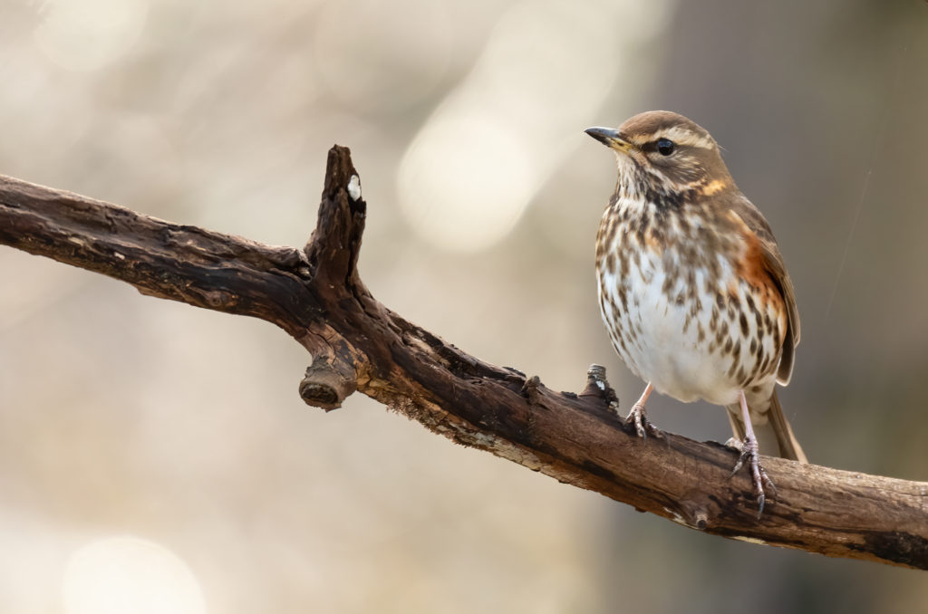 Photo of a redwing perched on a bare tree branch