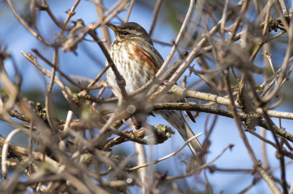 Photo of a redwing perched in between bare branches