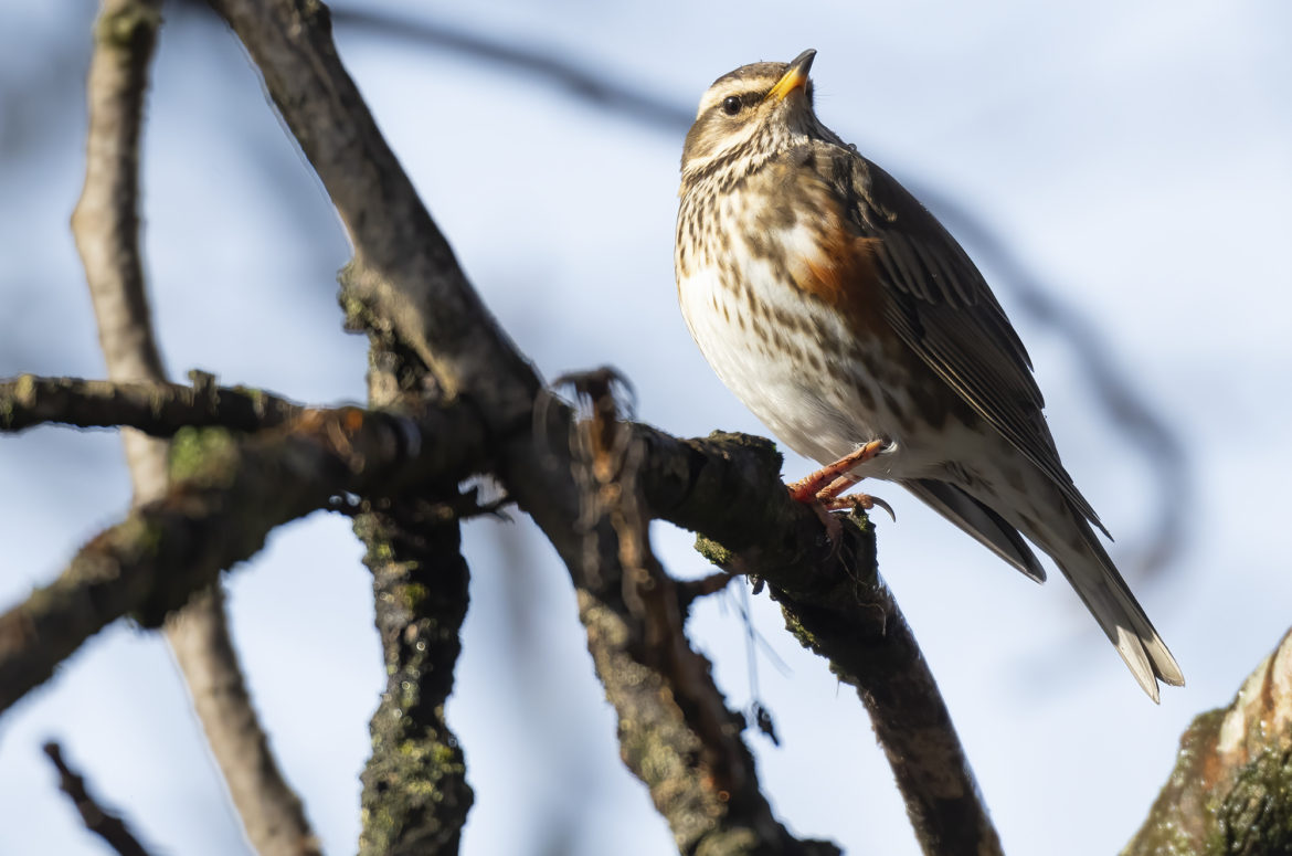 Photo of a redwing perched on a bare tree branch
