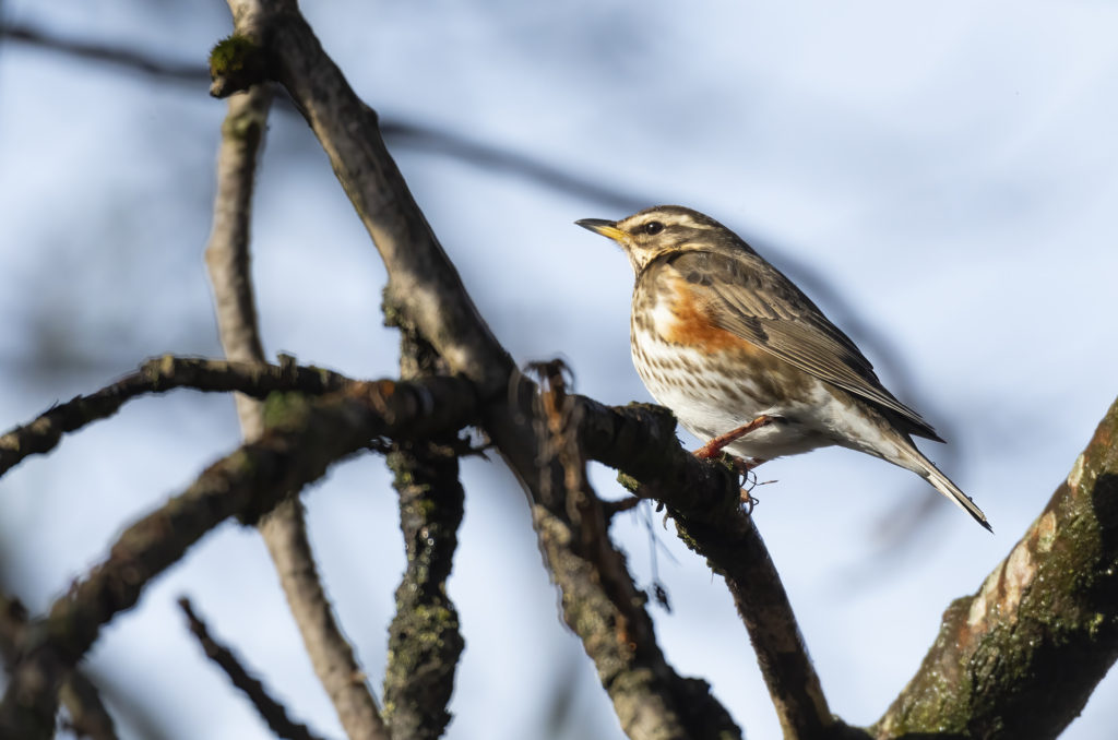 Photo of a redwing perched on a bare tree branch