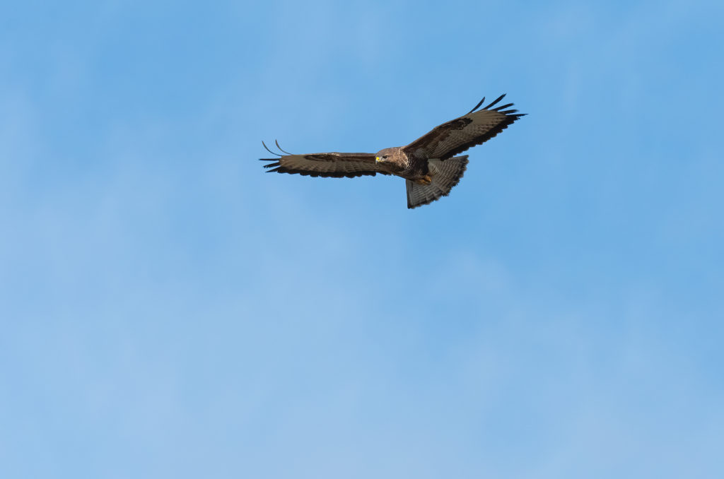 Photo of a common buzzard in flight