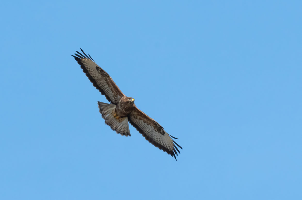 Photo of a common buzzard in flight
