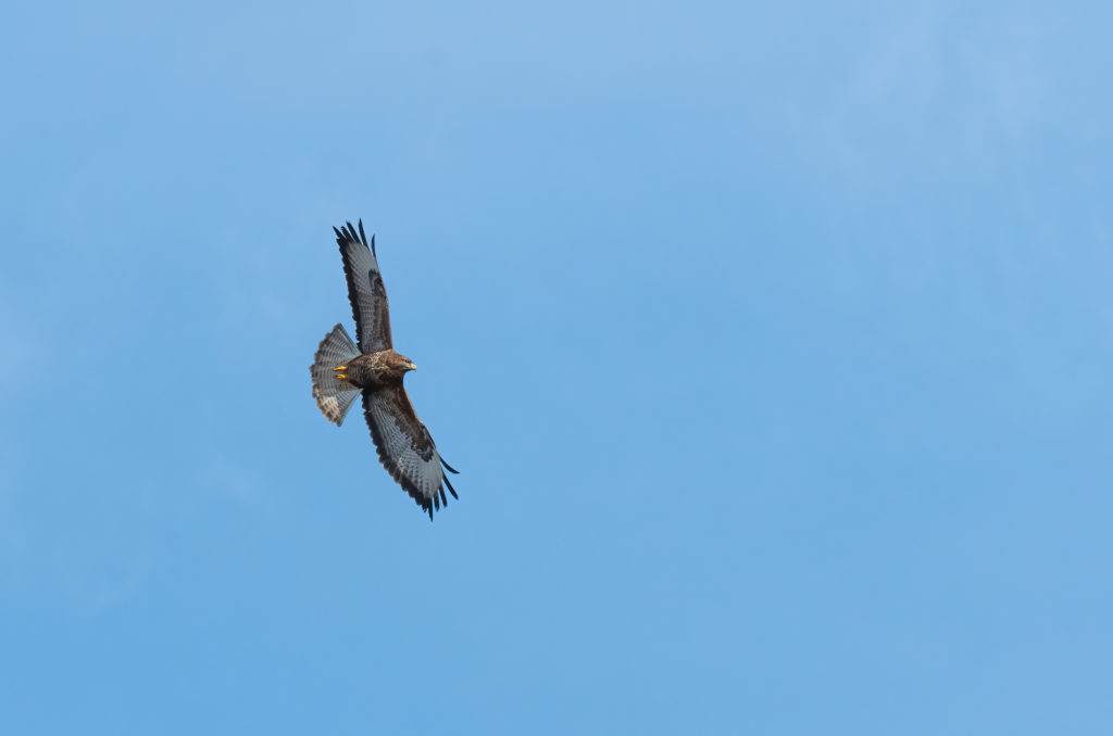 Photo of a common buzzard in flight