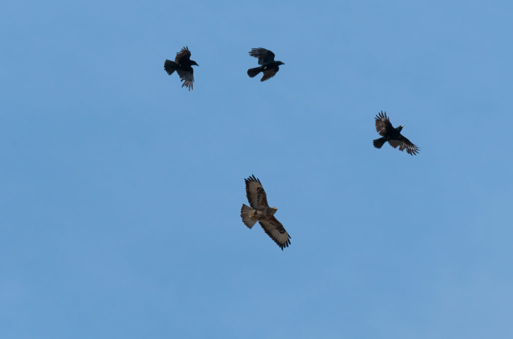 Photo of a buzzard being harassed by three carrion crows