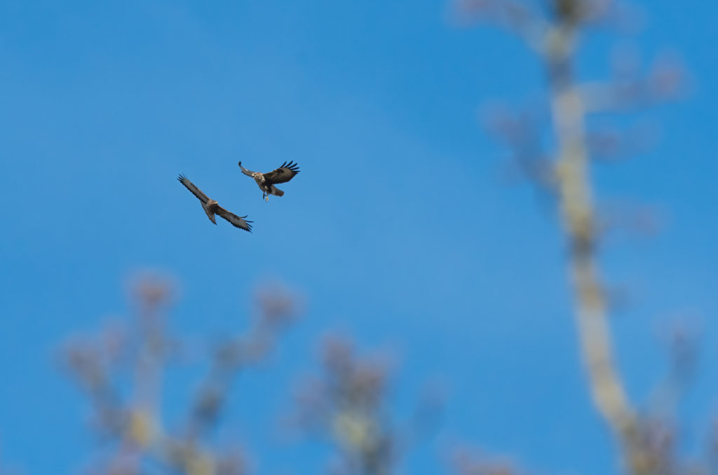 Photo of two buzzards in flight with the branches of a tree in the foreground