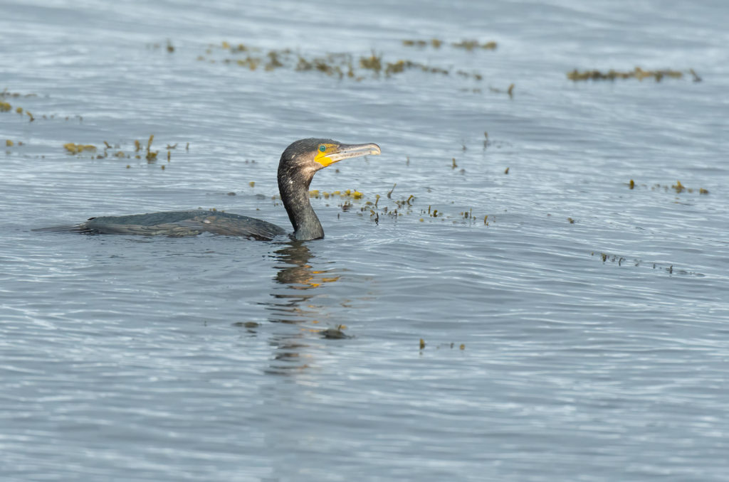 Photo of a cormorant in water