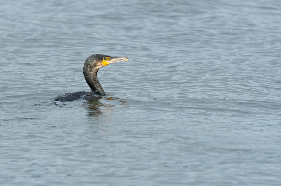 Photo of a cormorant in water