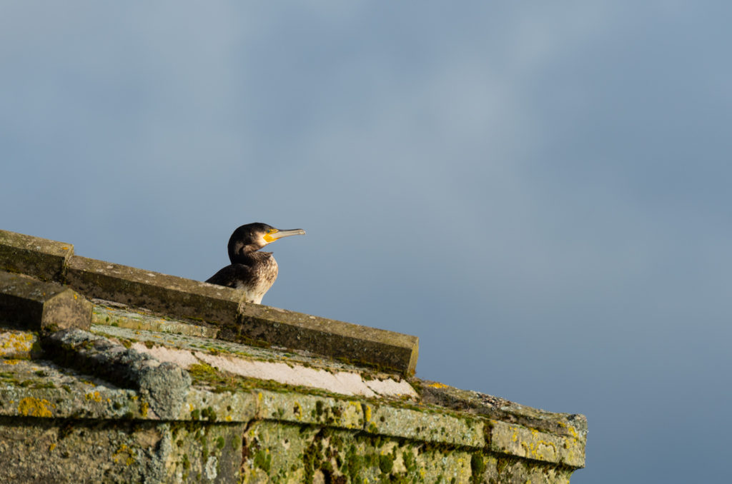 Photo of a cormorant perched on the edge of a draw-off tower