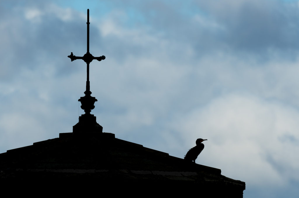 Photo of silhouette of a cormorant perched on the edge of a draw-off tower