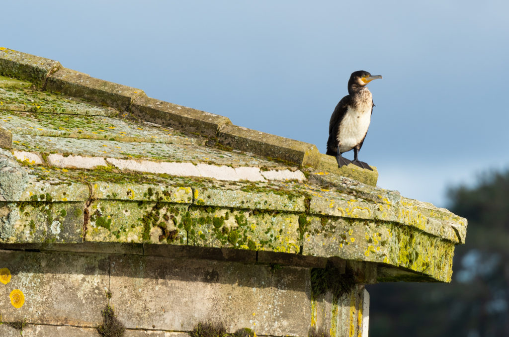 Photo of a cormorant perched on the edge of a draw-off tower