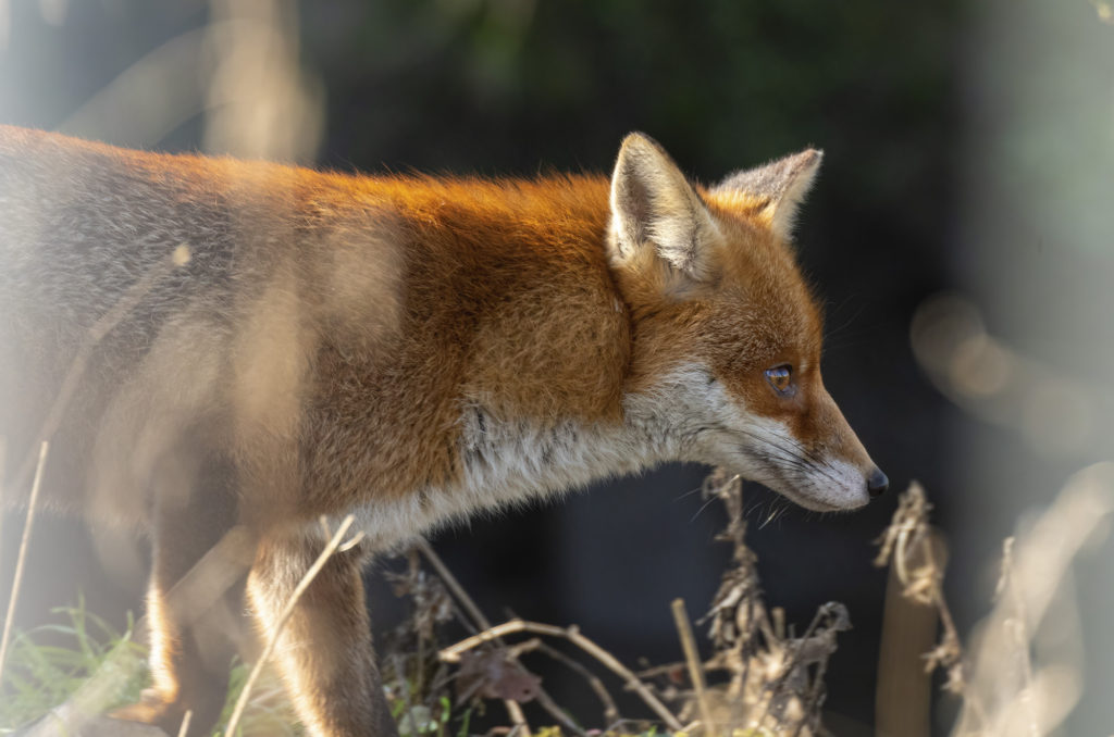 Photo of a red fox walking