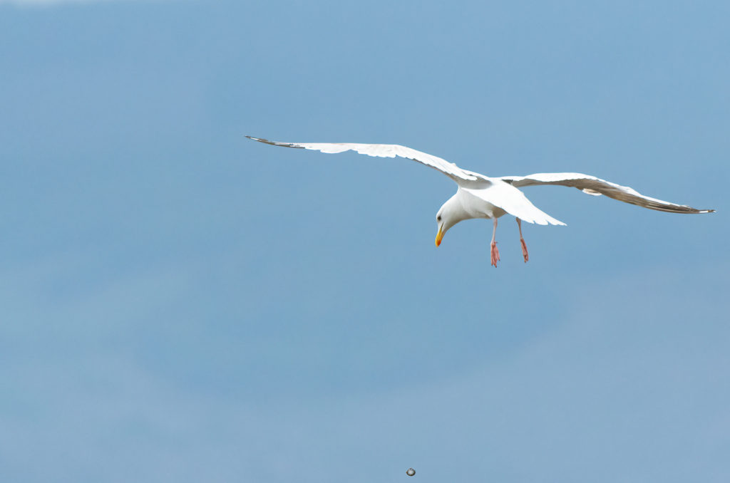 Herring gull hovering with clam falling away from it