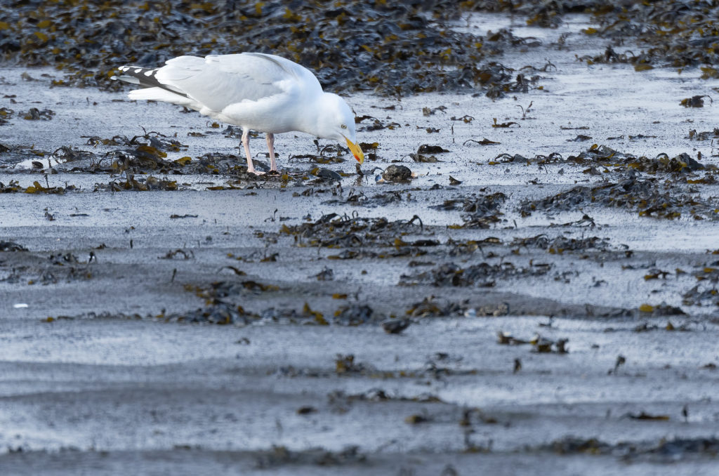 Herring gull eating a broken mussel