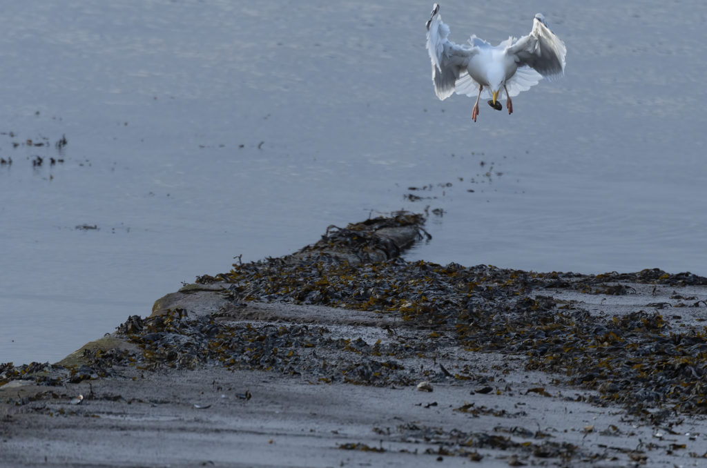Herring gull hovering while holding a mussel in its beak