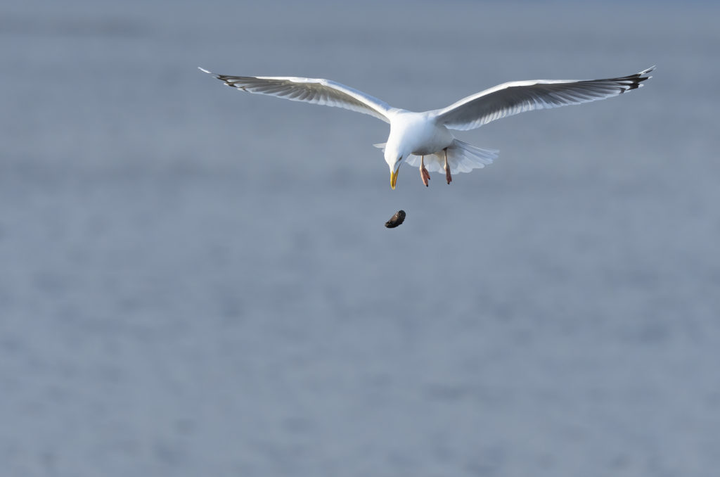 Herring gull hovering and watching a mussel it has dropped falling through the air