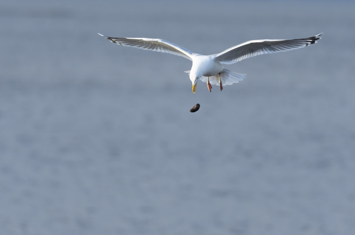 Herring gull hovering and watching a mussel it has dropped falling through the air