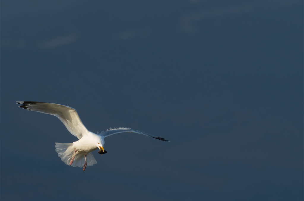 Herring gull flying and holding a mussel in its beak
