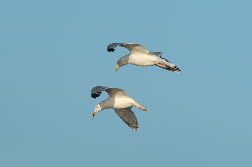 Herring gull flying while holding a stick in its beak while another herring gull swoops down towards it