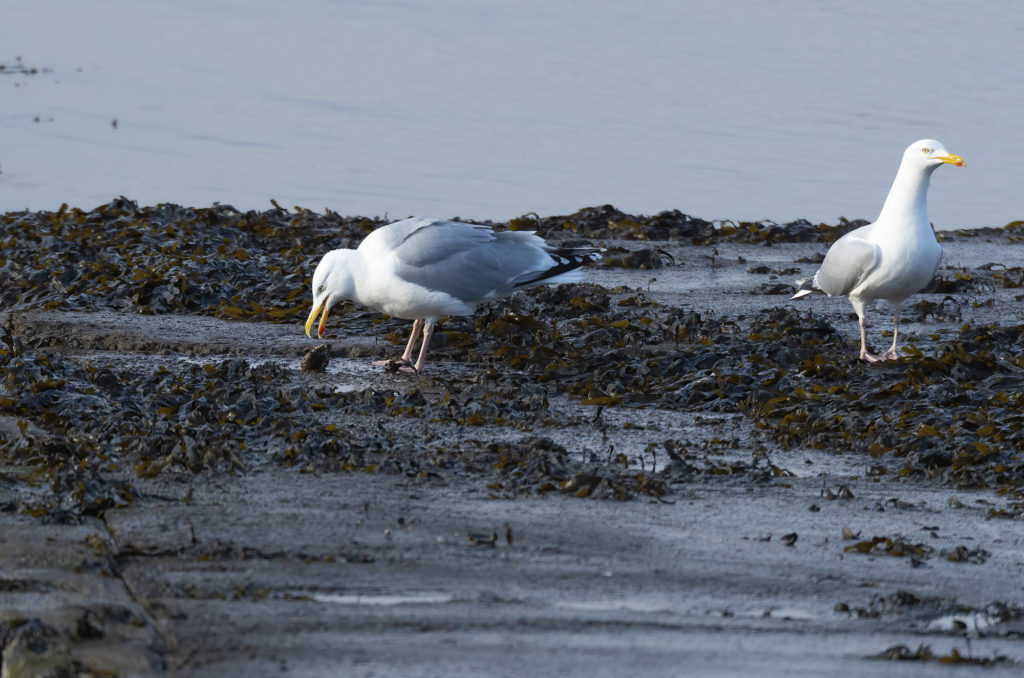 Herring gull eating a broken mussel while another herring gull watches
