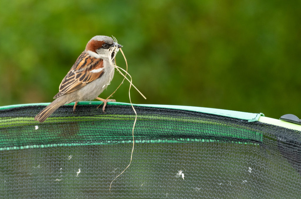 House sparrow holding dry grass in its beak while perched on the edge of a trampoline