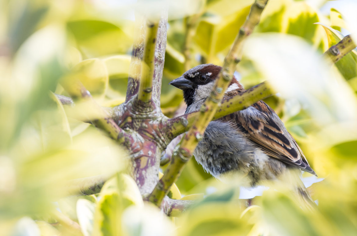House sparrow perched in tree