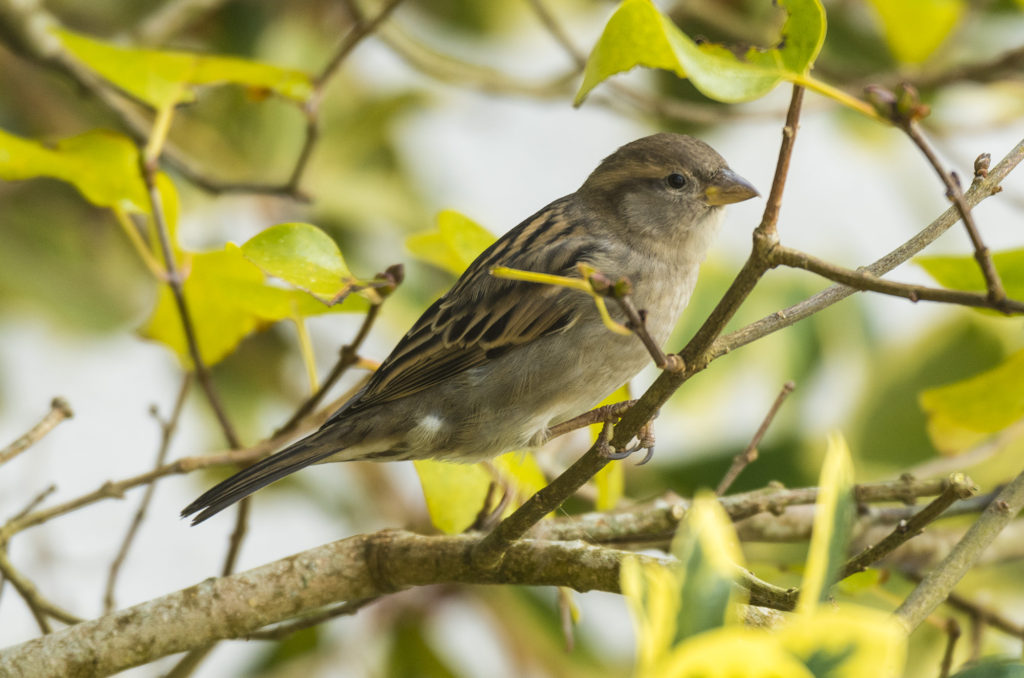 House sparrow perched in tree