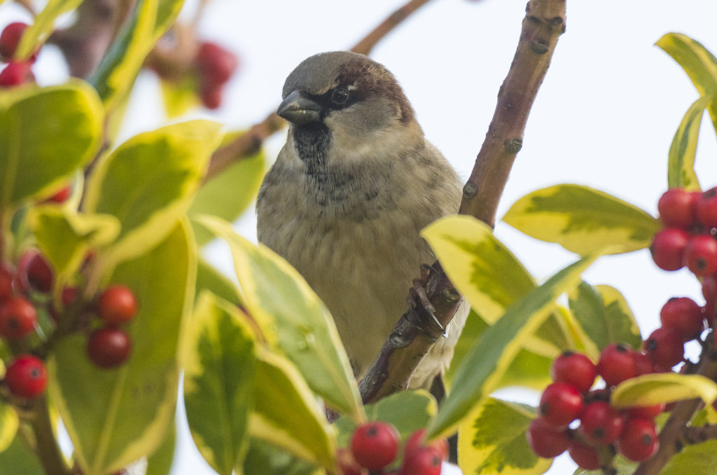 House sparrow perched in tree with berries on it
