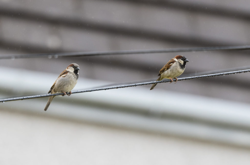 House sparrows perched on telephone line