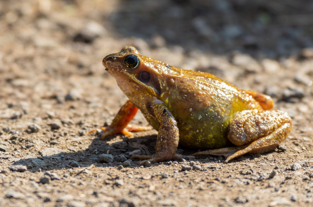 Photo of a common frog on a path in the sun