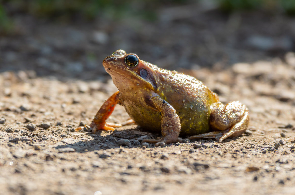 Photo of a common frog on a path in the sun