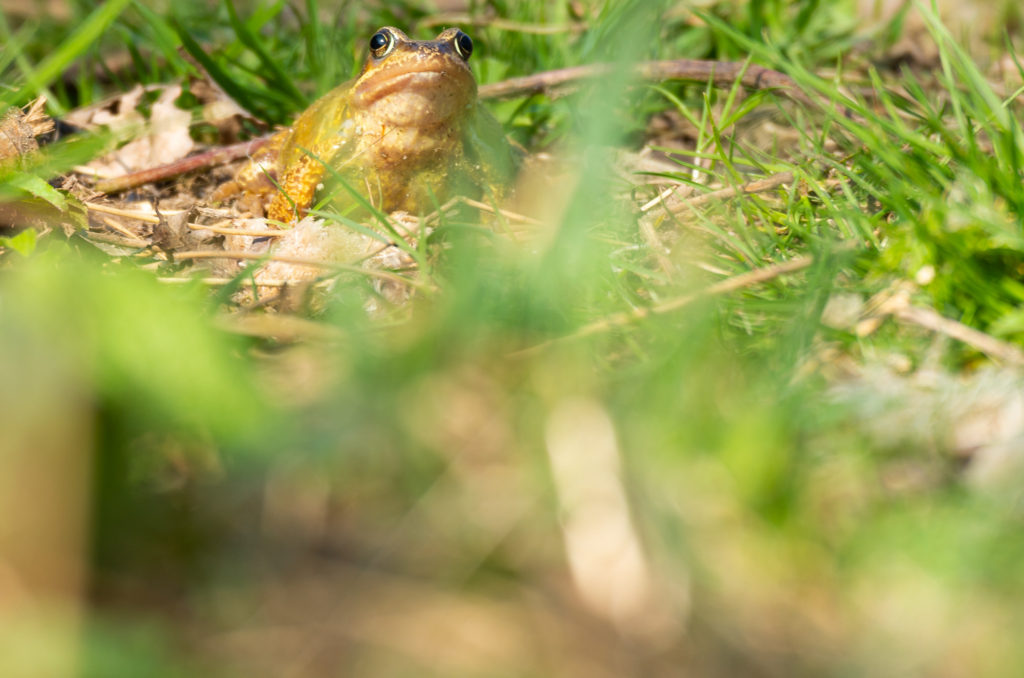 Photo of a common frog among grass and vegetation