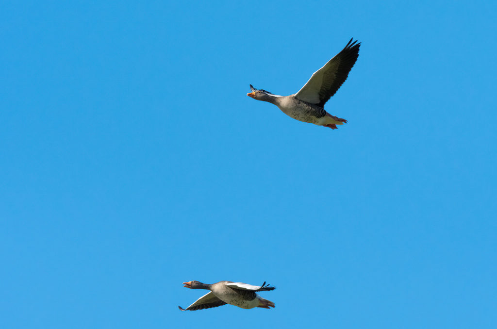 Photo of a pair of greylag geese in flight