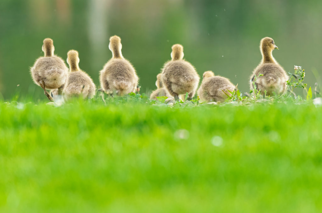 Photo of greylag goslings running away