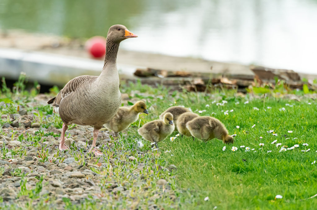 Photo of an adult greylag goose with goslings